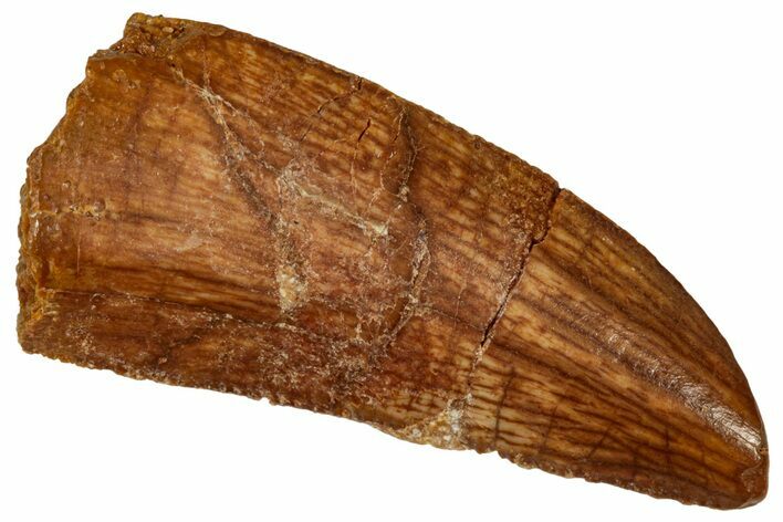Serrated Raptor Tooth - Real Dinosaur Tooth #332878